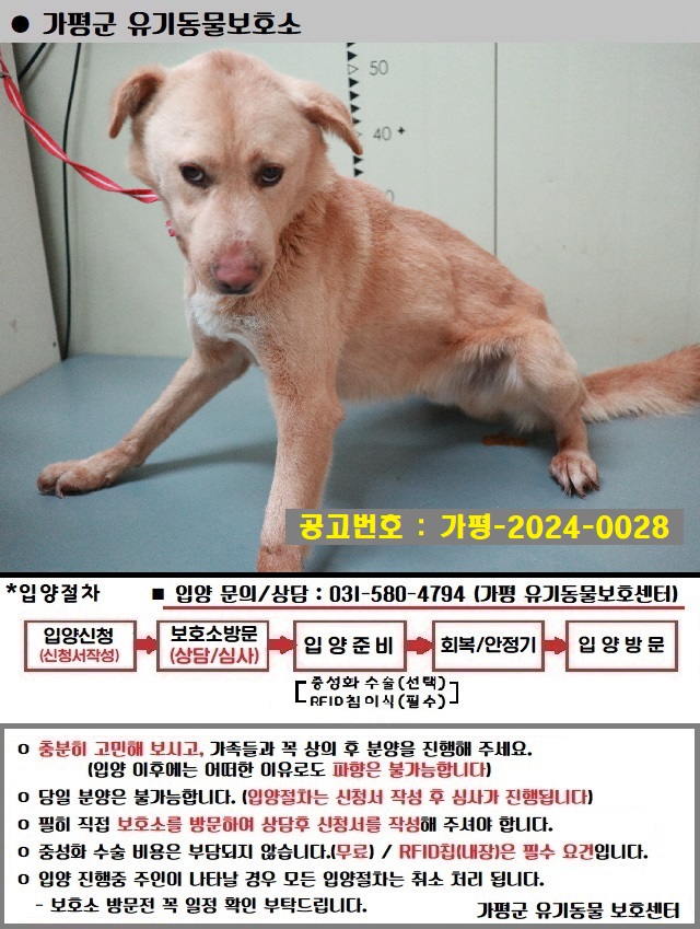 믹스견 이미지 파일 입니다.